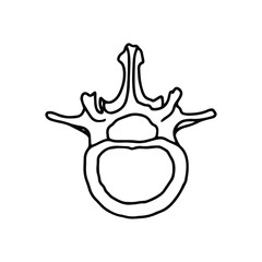 The vertebrae of the human spine. Drawn by lines on white background. Vector Stock illustration.