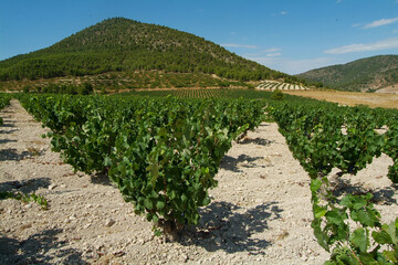 Fototapeta na wymiar Viñedos en el valle del Aceniche de Bullas (Murcia)