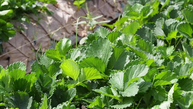green leaf of strawberry in a small farm 