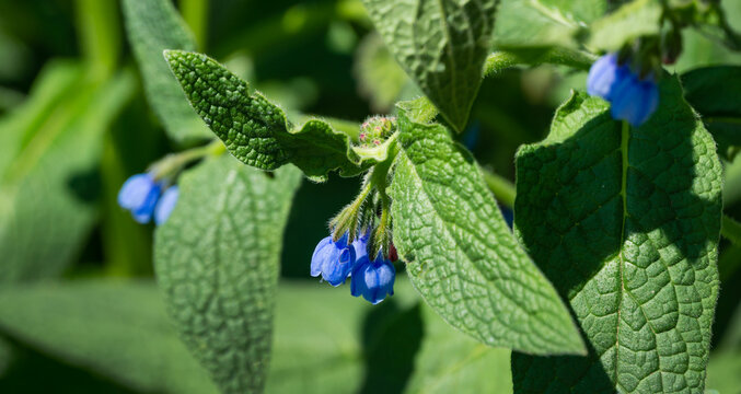 Blue comfrey (Symphytum caucasicum) with beautiful blue flowers on green leaves in spring garden. Close-up of blossoming symphytum also known as beinwell or Caucasian comfrey. Selective focus