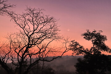 silhouette of tree at sunrise with new moon  