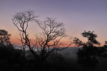 Fototapeta na wymiar silhouette of a tree at sunrise and new moon