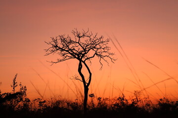 tree silhouette at sunset
