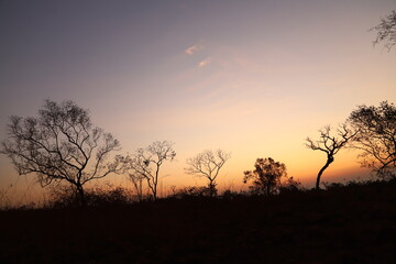 Fototapeta na wymiar sunset in the savannah