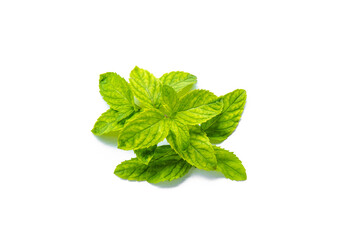 Thai fresh mint leaves for add on topping food. leaf tree isolated on white. Fragrant mint combination of toothpaste spearmint or peppermint.