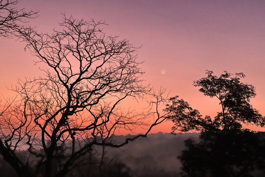 silhouette of tree at sunrise with new moon © SuGak