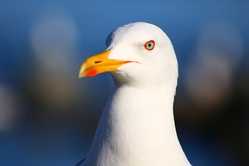 close up of a seagull