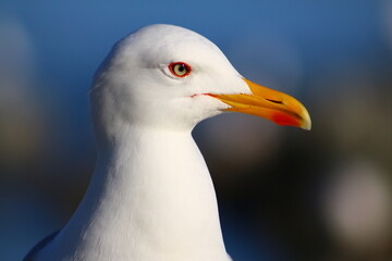 close up of a seagull