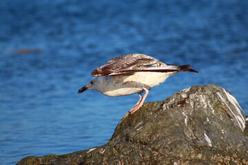 seagull on the beach