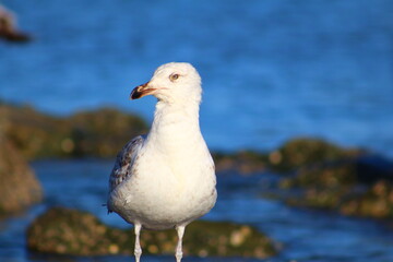 seagull on a rock