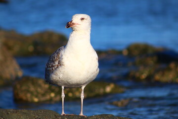 seagull on the beach