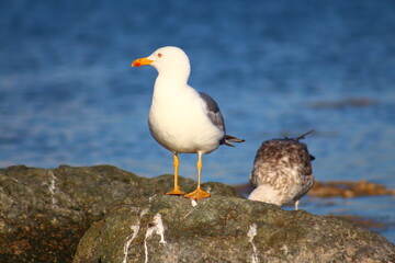 seagull on the beach