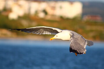 seagull in flight