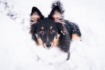 Hund im Schnee