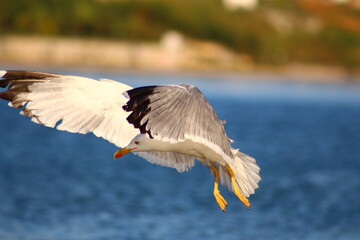 seagull in flight