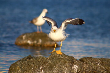 pelican on the beach