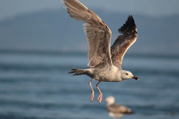 seagull in flight
