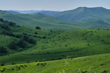 Fototapeta na wymiar Green hills of Altai, mountain pastures.
