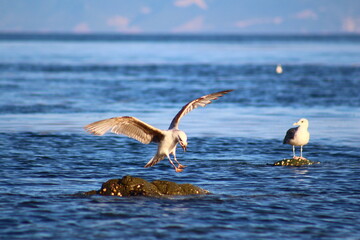Fototapeta premium pelicans on the beach