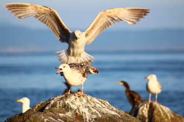 seagull in flight