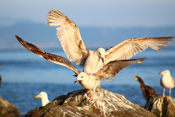 seagull in flight