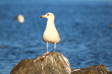 seagull on the rocks