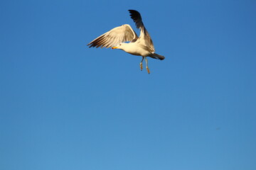 pelican in flight