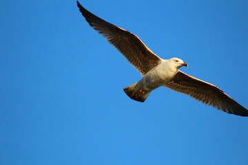 seagull in flight