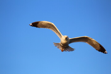 seagull in flight