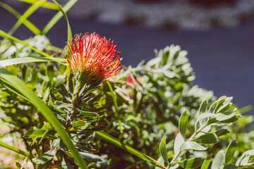 close-up of red Australian protea flower surrounded by tropical plants outdoor shot at shallow depth of field