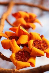 flowers of tropical tree