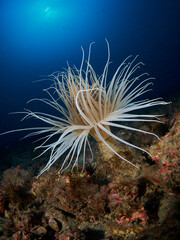 Fototapeta na wymiar Anemone tube (Cerianthus membranaceus) in the sea bottom