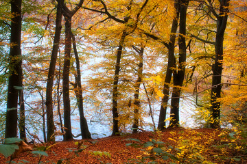 Beautiful, vibrant yellow leaves on a fall day at Laacher See, a volcanic lake in Germany.