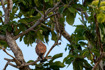 Kite looking back over the tree branch