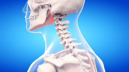 3d rendered medically accurate illustration of the cervical spine - obrazy, fototapety, plakaty