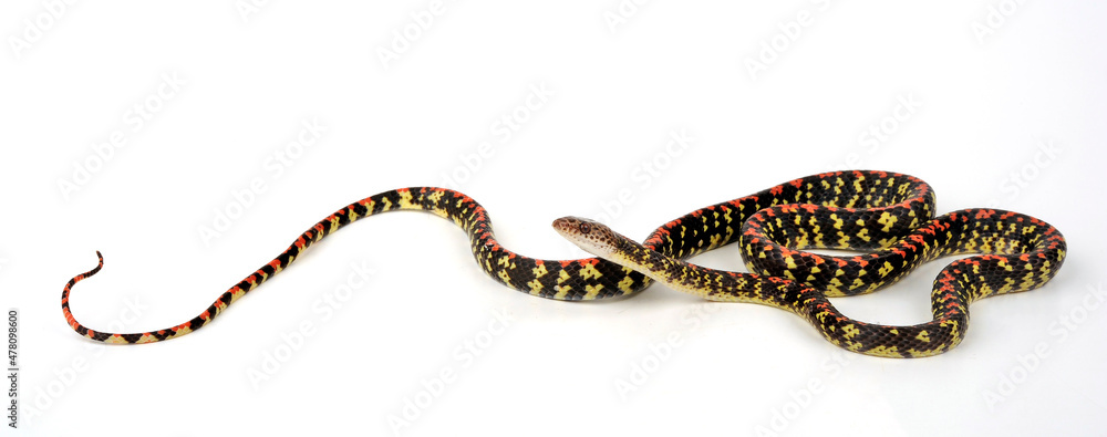 Canvas Prints Panamanian Spotted Nightsnake, Panama Spotted Night Snake, Checkerbelly (Siphlophis cervinus)