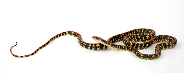 Panamanian Spotted Nightsnake, Panama Spotted Night Snake, Checkerbelly (Siphlophis cervinus)