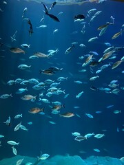 fishes in the sea