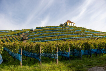 Weinreben mit Haus