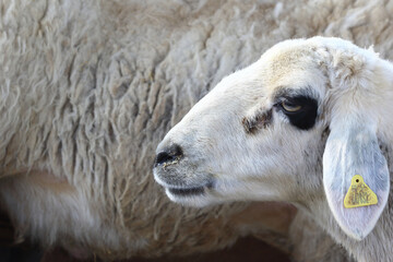 close up of a sheep