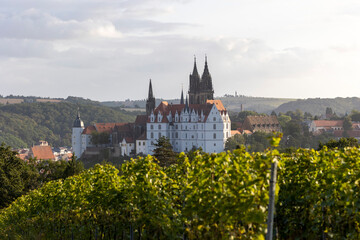 Weinreben mit Albrechtsburg Meißen im Hintergrund