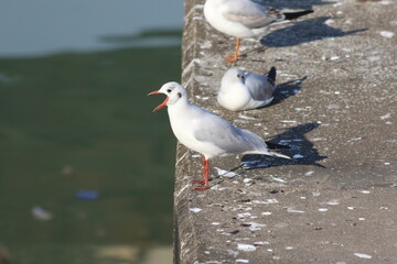 seagulls having sunbath on a river bank