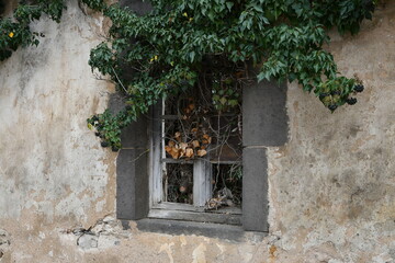Ancienne fenêtre recouverte de plantes et végétation sur une maison inhabitée