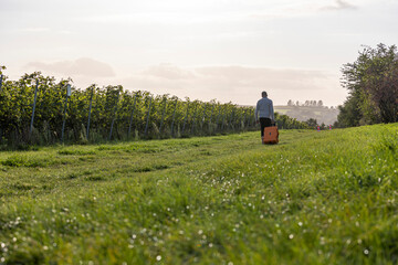 Weinreben Arbeit