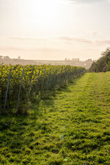 Weinreben