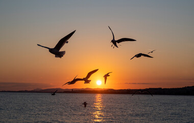 Flight of seagulls at sunset over Nice beach in winter on the French Riviera