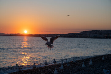 Flight of seagulls at sunset over Nice beach in winter on the French Riviera