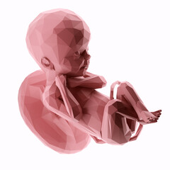 3d rendered illustration of an abstract human fetus - week 24
