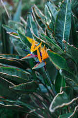 Nature poster. Bird of paradise flower. Closeup