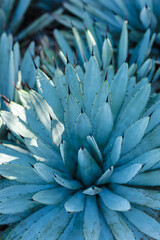 Nature poster. Blue plant of succulent with needles - 478099455